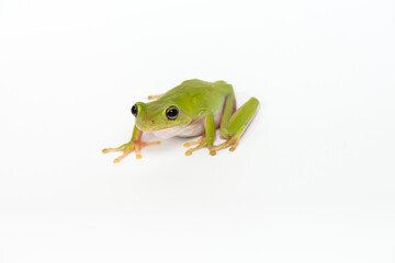 Dumpy frog  on white background