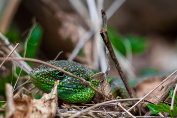 European green lizard close up