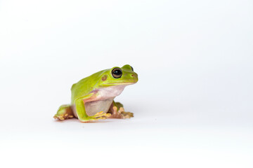 Dumpy frog  on white background