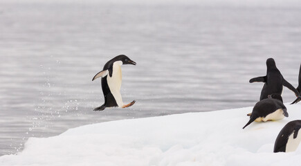 Fototapeta premium Penguin jumping onto the ice
