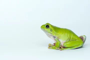 Afwasbaar fotobehang Dumpy frog  on white background © Dwi