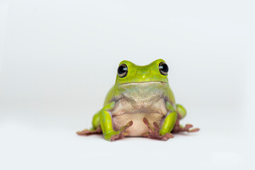 Dumpy frog  on white background