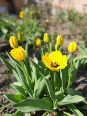 Obraz premium Yellow tulips in the park. Flowerbed of yellow tulips on a background of green leaves and grass. Photo of yellow tulips.