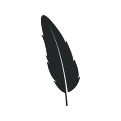 black feather isolated on white