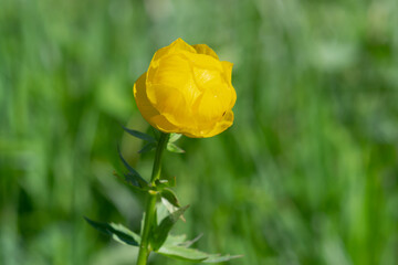 Trollius Europeans. Beautiful yellow globe-flower over a green blurred background. Photo closeup 
