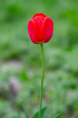 Single tulip. Beautiful red flower over a green blurred background