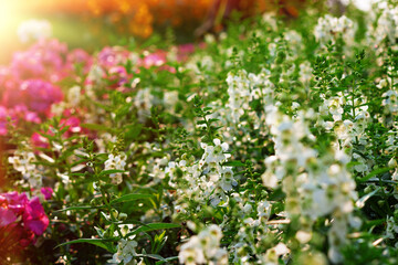 white wild flowers in garden