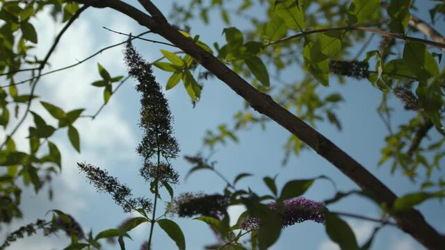 &Auml;ste mit Lavendel in der Sonne 06