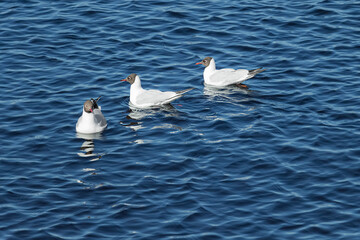 Three white gulls swimming one after another