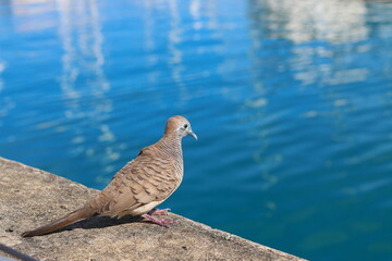 A bird standing on the harbor