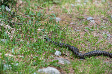 Kreuzotter im Val Roseg