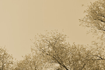 Crown of trees on a spring day against the sky. Natural background retro style toned