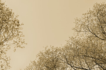 Crown of trees on a spring day against the sky. Natural background retro style toned