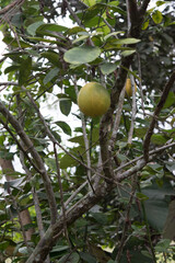 Bunches of fresh yellow ripe lemons hanging on a lemon tree in Assam
