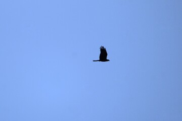 bird flying in sky 