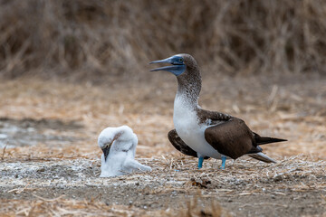 Blue-footed Booby (sula nebouxii) on Isla de la Plata, Ecuador