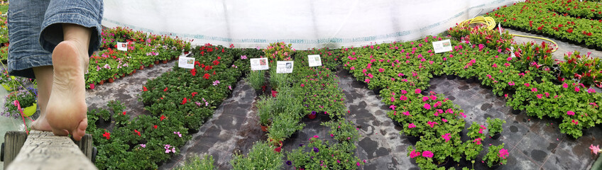 horticulture - Plantes et fleurs sous serre