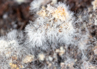 Mold on the ground in nature.