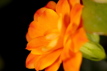 Little orange flower on the nature.