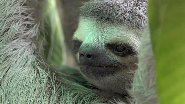 Three-toed sloth close up. Blinking and looking around. Bradypus variegatus