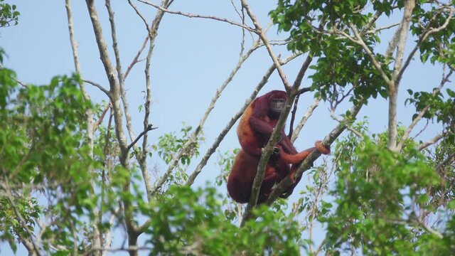 Two howler monkeys waving in a branch, they see you and walks away. Slow motion. Alouatta seniculus.