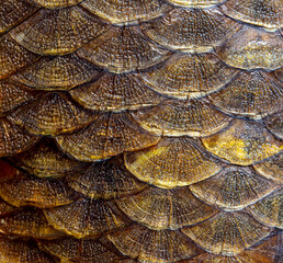 Smoked fish scales as background. © schankz