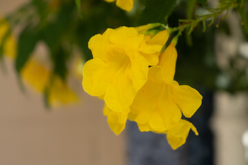 yellow trumpet flower
