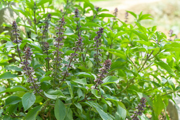 sweet basil plant