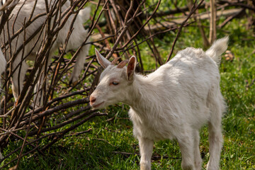 Fototapeta premium Small young goat next to bush