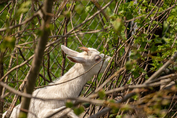 Small young goat throw branches