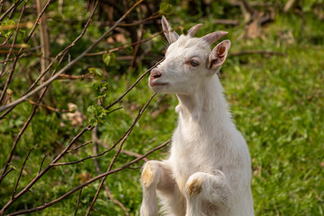 Young domestic goat on rear legs