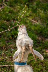 Small domestic goat feeding with leaves