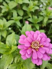 Fototapeta premium pink dahlia flower
