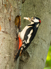 Pájaro carpintero entrando en su nido con comida.