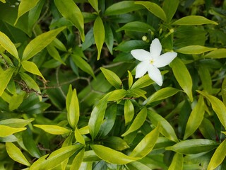 white flowers in the garden