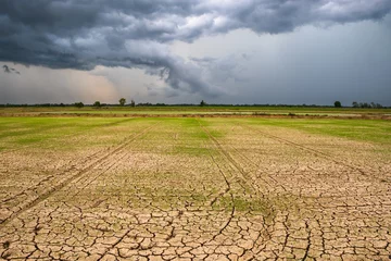 Rolgordijnen Rain Clouds Come to Dry Rice Field © patpitchaya
