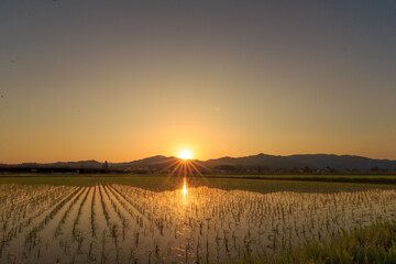 Fototapeta premium 夕日と田園風景 田植え 6月