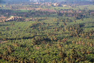 Banana and Coconut fields in Hampi, Karnataka, India