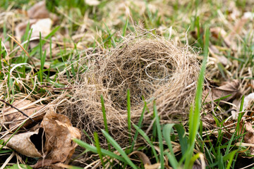 Small empty bird's nest fallen to the ground after storm