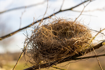 Small empty bird's nest on a tree branch in sunlight