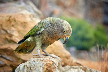 Protected mountain parrot, Kea, Nestor notabilis, endangered brown-green parrot from South Island, New Zealand, sitting on a rock. Side view, rocky backgrounds, natural environment.
