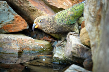 Portrait of drinking parrot, Kea, Nestor notabilis, protected brown-green mountain parrot standing in water of rocky pool.  Endemic to New Zealand. Side view, rocky backgrounds, natural environment.