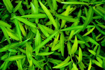 Fresh morning glory top view with copy space, Vegetable