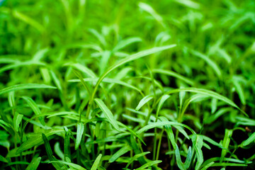 Fresh morning glory with morning sunshine with natural background
