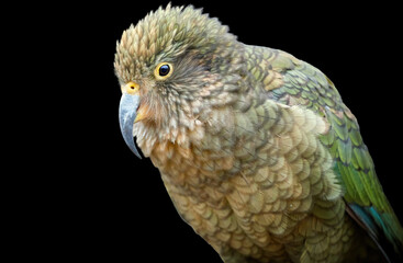 Isolated on black background, portrait of alpine parrot, Kea, Nestor notabilis, protected  olive-green parrot with scarlet underwings. Endemic to New Zealand.