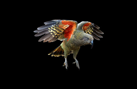 Isolated on black background, flying alpine parrot, Kea, Nestor notabilis, protected  olive-green parrot with scarlet underwings. Bird endemic to South Island, New Zealand.