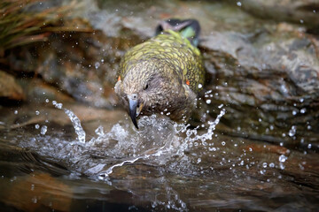 Fototapeta premium Alpine parrot, Kea, Nestor notabilis, standing in rocky pool, splashing water around. Protected olive-green parrot with scarlet underwings. Endemic to New Zealand. Alpine natural environment.