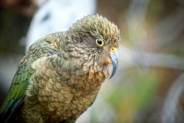 Portrait of alpine parrot, Kea, Nestor notabilis, protected  olive-green parrot with scarlet underwings. Endemic to New Zealand. Side view, rocky backgrounds, natural environment.