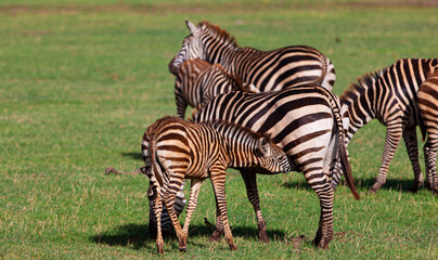 Fototapeta na wymiar Zebras in the Lake Manyara National Park, Tanzania