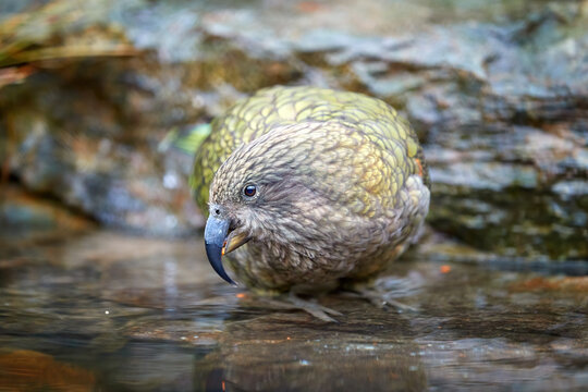 Portrait of drinking parrot, Kea, Nestor notabilis, protected brown-green mountain parrot standing in water of rocky pool.  Endemic to New Zealand. Side view, rocky backgrounds, natural environment.